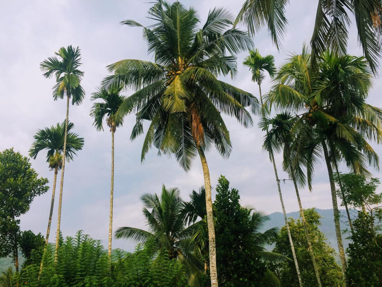 Summer Ridge - Homestay Ratnapura Exterior photo